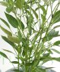 Chilli plant in flower