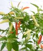 close up of Basket of Fire chillies, flowers and buds