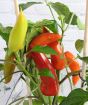 Close up of multicoloured mild chilli fruit