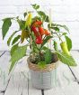 Mild chilli plant in seagrass basket