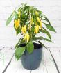 Hot Yellow Chilli