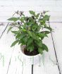 Chilli Pot Black in Lilac Basket