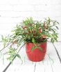 Quickfire Chilli in Red Pot