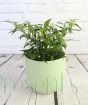 Quickfire chilli green ceramic