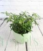 Quickfire chilli from above
