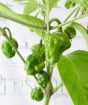 Scotch Bonnet Ripening fruits