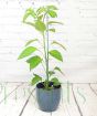 Scotch bonnet early season