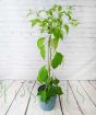 Scotch Bonnet Chilli     