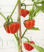 Scotch Bonnet Chilli