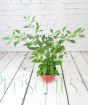 Chilli Plant             