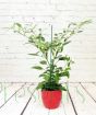 Pair of Chilli plants    