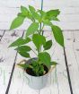 Cheyenne Chilli Plant