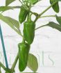 Cheyenne Chilli Plant