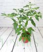 Cheyenne chilli plant