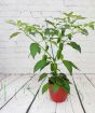 Cheyenne chilli plant