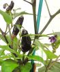 Pot black chilli fruits close up