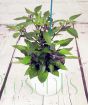 Pot black chilli plant