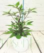 Pair of Chilli plants    