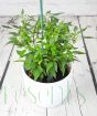 Quickfire chilli