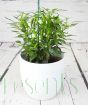Pair of Chilli plants    