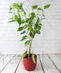 Scotch Bonnet Chilli     