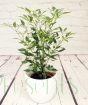 Pair of Chilli plants    
