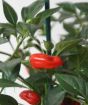 Close up of ripening chillis