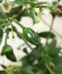 Chilli Plant             