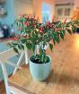 Basket of Fire Chilli