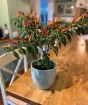 Basket of Fire Chilli    
