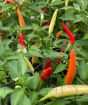 Ripe Basket of Fire Chillies