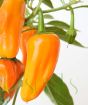 Yellow Cheyenne chilli