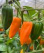 Cheyenne Chilli Fruits