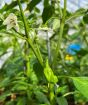 Chilli Cheyenne Fruit buds June 2024