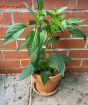 Cheyenne chilli
