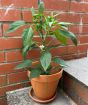 Cheyenne Chilli in flower