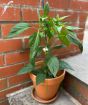 Cheyenne Chilli Plant