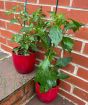 Pair of Chilli plants    