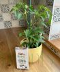 Chilli plant gift set