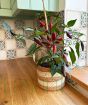 Pot Black Chilli