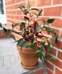 Pot Black Chilli plant with ripe fruits