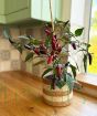 Pot Black Chilli