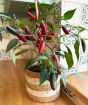 Pot Black Chilli