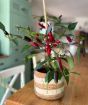 Pot Black Chilli Plant