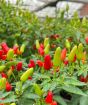 Ripe Prairie Fire Chillies