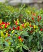 Prairie Fire Chilli      