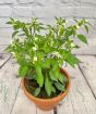 Prairie Fire Chilli      