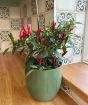Quickfire Chilli Plant