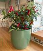 Quickfire Chilli with ripening fruits