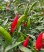 Quickfire chillies July